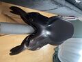 Selle Meyer 17,5