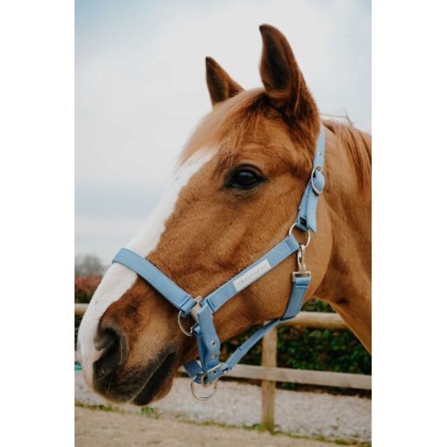 ⚠Licol + longe EQUITHÈME Opal bleu ciel poney NEUF⚠
