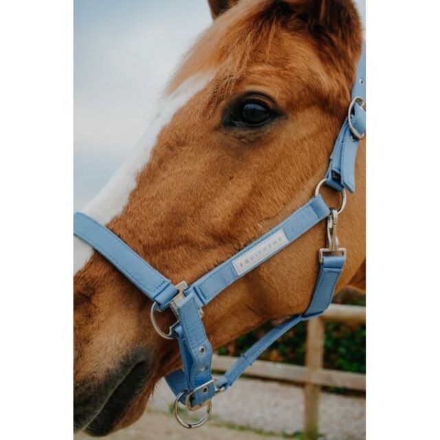 ⚠Licol + longe EQUITHÈME Opal bleu ciel poney NEUF⚠