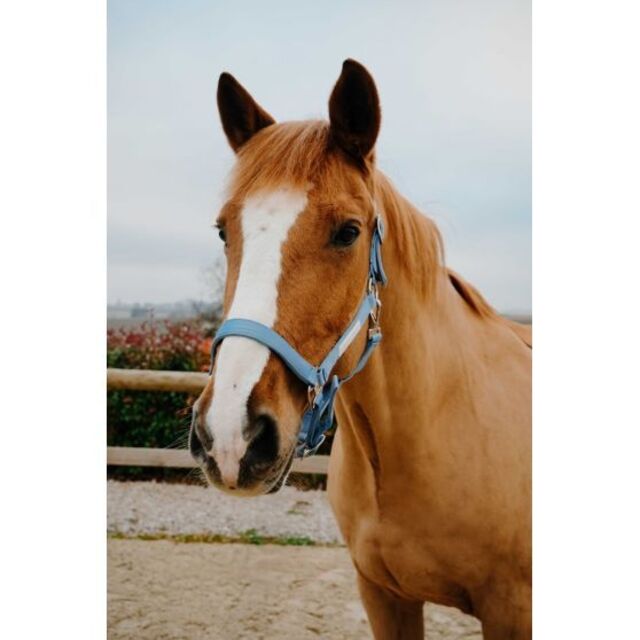 ⚠Licol + longe EQUITHÈME Opal bleu ciel poney NEUF⚠
