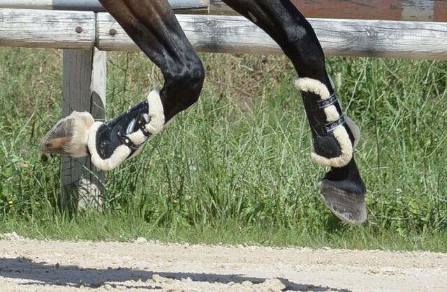 Guêtres Veredus Mouton taille M