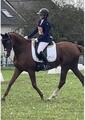 Selle dressage cuir