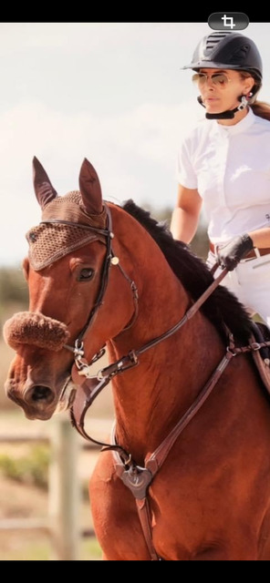 Collier de chasse Antares