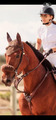 Collier de chasse Antares