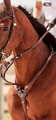 Collier de chasse Antares