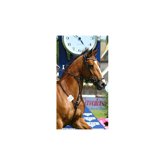 Bridon CWD noir muserolle allemande