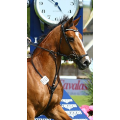 Bridon CWD noir muserolle allemande