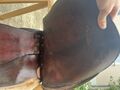 Selle mixte Salamanca