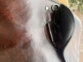 Selle mixte Salamanca