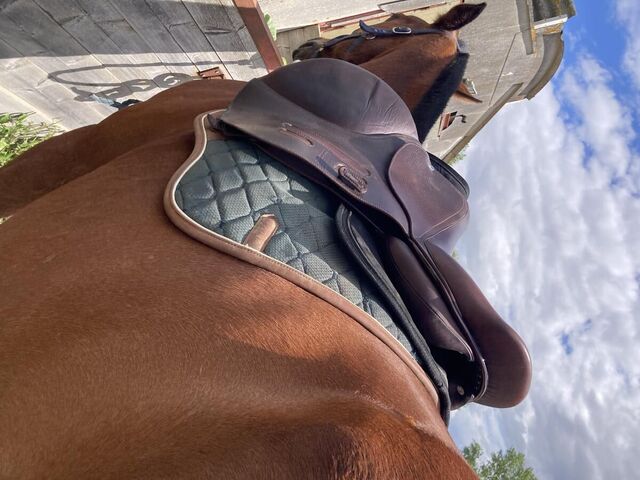 Selle GBS Jumping 17p