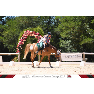 gogue taille cob