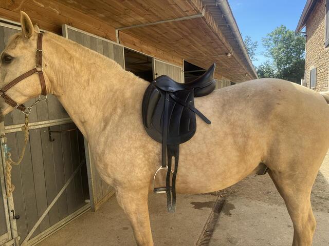 Selle dressage
