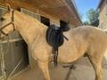 Selle dressage