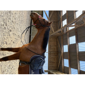 Selle Obstacle doublée Saumur
