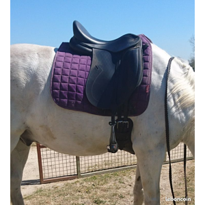 Selle dressage Tekna