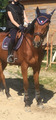 Bridon