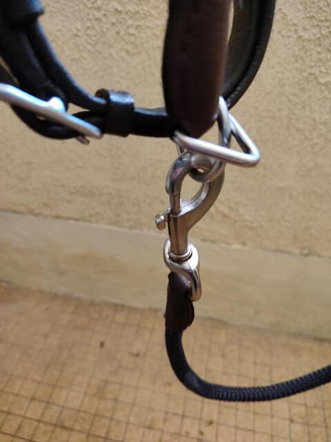Licol et longe cuir et corde