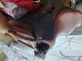 Selle cwd