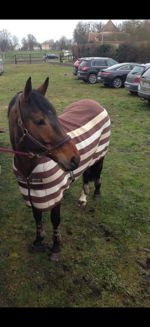 Couverture polaire horseware