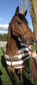 Couverture polaire horseware