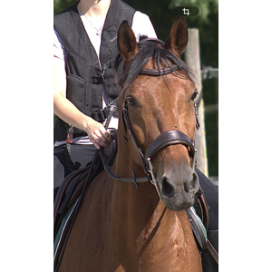 Filet anatomique Cheval