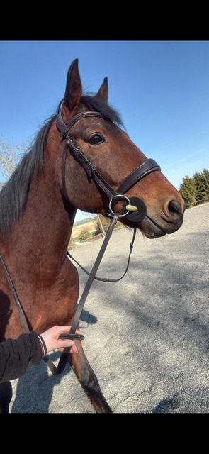 Filet anatomique Cheval