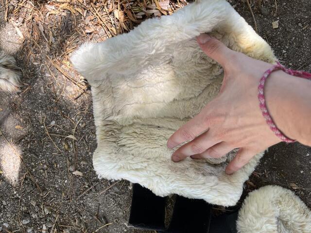 guetres fermer mouton Kentucky