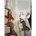 livre les chevaux