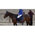 Ensemble Tapis + Bonnet Dapple Equestrian - Bleu Marine & Strass (taille cheval)