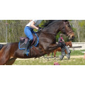 Selle d’obstacle Jump’In ONE 17,5” (2018) - Havane