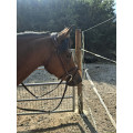 Bridon cwd