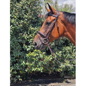 Bridon en cuir marron avec noseband amovible