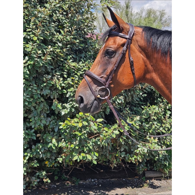 Bridon en cuir marron avec noseband amovible