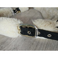 Licol Kentucky mouton