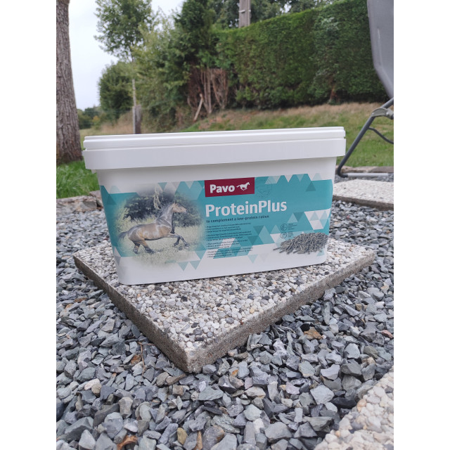 Pavo protéine plus