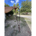 Collier de chasse et martingale CWD