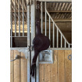 Bavette CWD Flex Motion