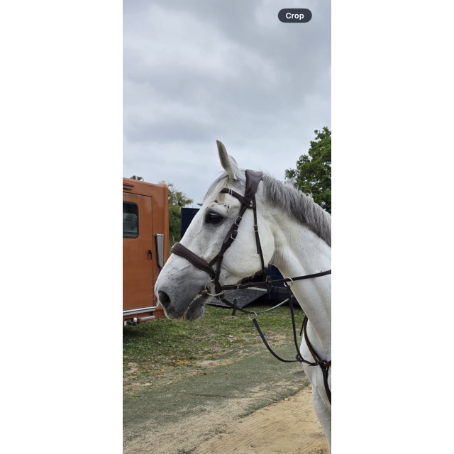 Bridon précision Antares