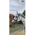 Bridon précision Antares