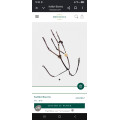 Collier de chasse et martingale cheval devoucoux havane