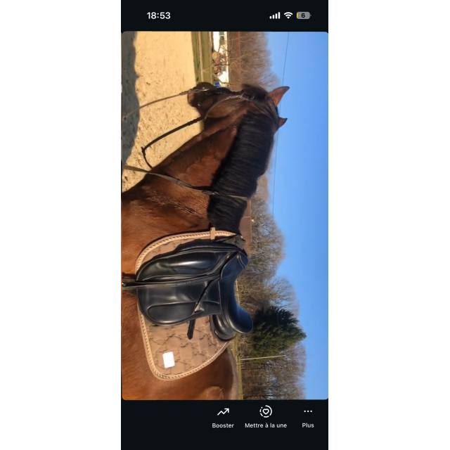 Selle dressage