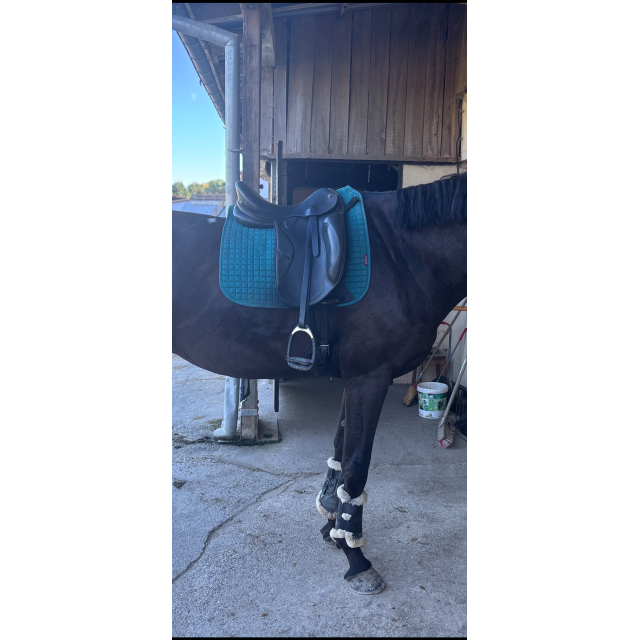 Selle dressage prestige