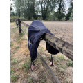 Selle d'obstacle semi-creuse