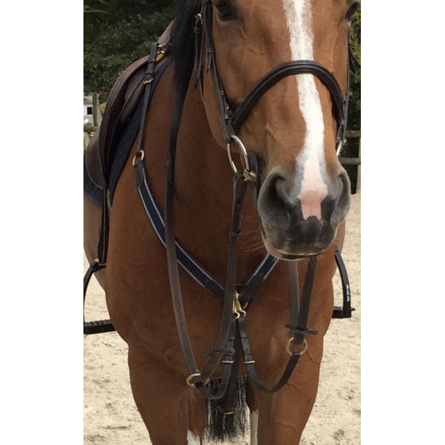 Collier de chasse Protanner