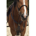 Collier de chasse Protanner