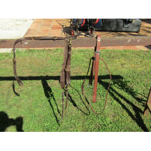 Martingale + collier de chasse