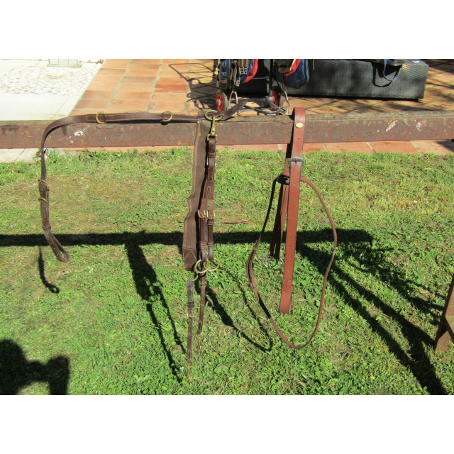 Martingale + collier de chasse