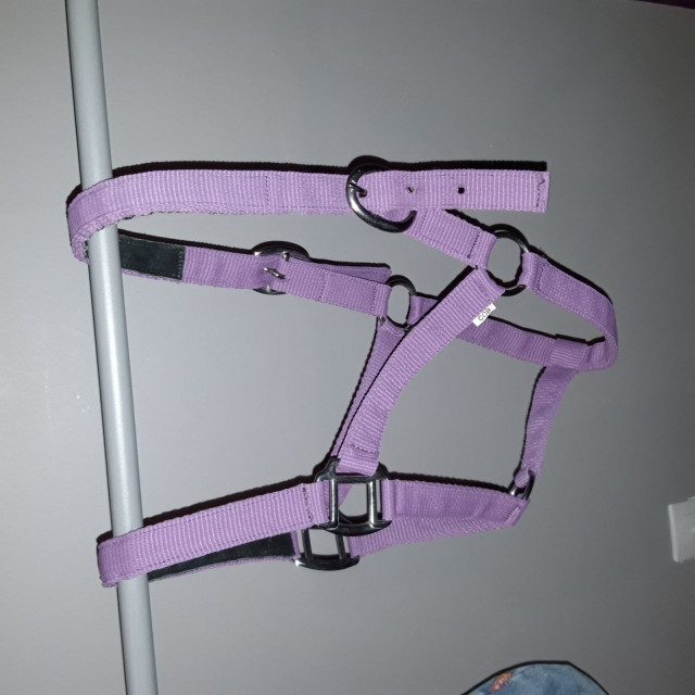 Licol violet