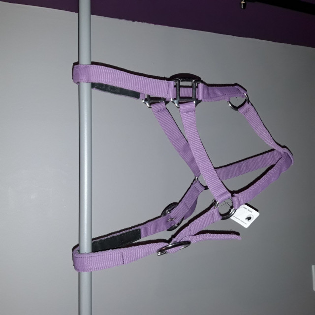 Licol violet