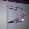 Licol violet